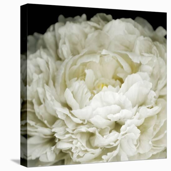 Peony 78-Doris Mitsch-Premier Image Canvas