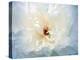 Peony Abstract-Anna Miller-Premier Image Canvas