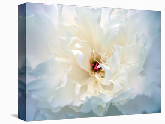 Peony Abstract-Anna Miller-Premier Image Canvas