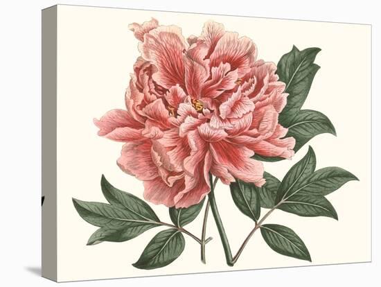 Peony Blush I-Curtis-Stretched Canvas