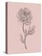 Peony Blush Pink Flower-Jasmine Woods-Stretched Canvas