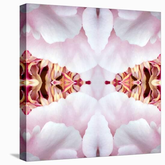 Peony Flame-Rose Anne Colavito-Stretched Canvas