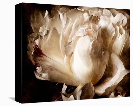 Peony I-Christine Zalewski-Stretched Canvas