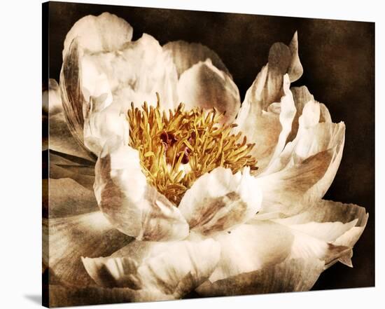 Peony II-Christine Zalewski-Stretched Canvas