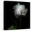 Peony in Heavenly White-Magda Indigo-Premier Image Canvas