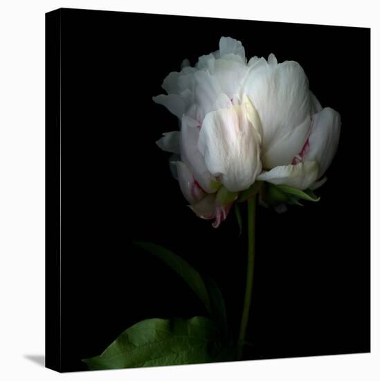 Peony in Heavenly White-Magda Indigo-Premier Image Canvas