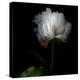 Peony in Heavenly White-Magda Indigo-Premier Image Canvas