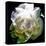Peony In Morning Sun-Michelle Calkins-Stretched Canvas