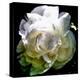 Peony In Morning Sun-Michelle Calkins-Stretched Canvas