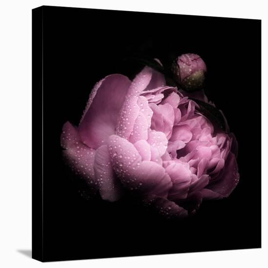 Peony In The Dark-Philippe Sainte-Laudy-Stretched Canvas