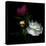 Peony Mix-Magda Indigo-Premier Image Canvas