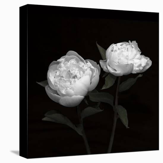 Peony Perfection I-Jeff Maihara-Stretched Canvas