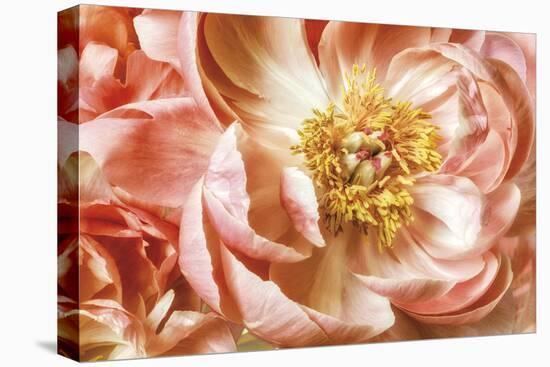 Peony Two-Diane Poinski-Stretched Canvas