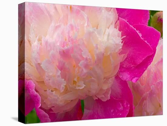 Peony with Raindrops, Olympic Peninsula, Washington, USA-Darrell Gulin-Premier Image Canvas