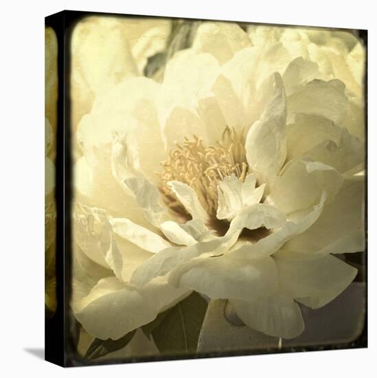 Peony with Red-Judy Stalus-Stretched Canvas