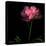 Peony-Magda Indigo-Premier Image Canvas