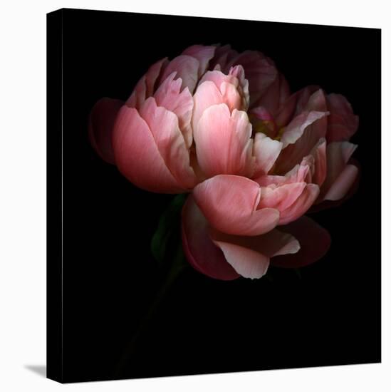 Peony-Magda Indigo-Premier Image Canvas