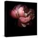 Peony-Magda Indigo-Premier Image Canvas