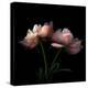 Peony-Magda Indigo-Premier Image Canvas