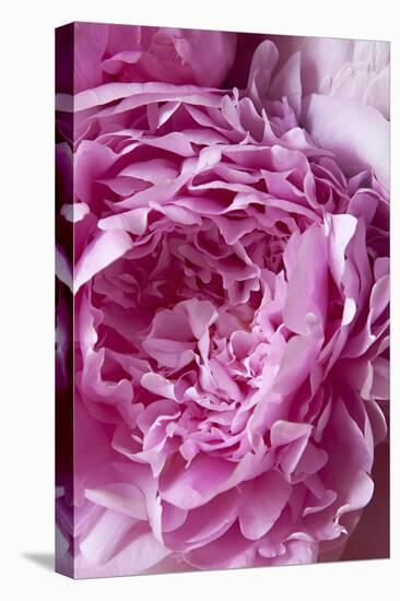 Peony-Karyn Millet-Premier Image Canvas