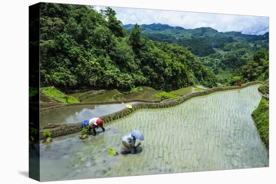 People Harvesting in the Rice Terraces of Banaue, Northern Luzon, Philippines, Southeast Asia, Asia-Michael Runkel-Premier Image Canvas