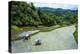 People Harvesting in the Rice Terraces of Banaue, Northern Luzon, Philippines, Southeast Asia, Asia-Michael Runkel-Premier Image Canvas