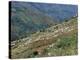People Working in Steep Mountain Fields, at 2000M, Haiti, West Indies, Central America-Lousie Murray-Premier Image Canvas