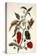 Pepper Plant-Maria Sibylla Merian-Premier Image Canvas