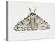 Peppered Moth (Biston Betularia), Geometridae-null-Premier Image Canvas