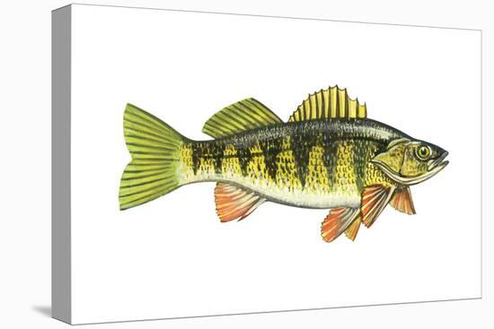 Perch (Perca Flavescens), Fishes-Encyclopaedia Britannica-Stretched Canvas