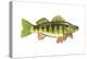 Perch (Perca Flavescens), Fishes-Encyclopaedia Britannica-Stretched Canvas