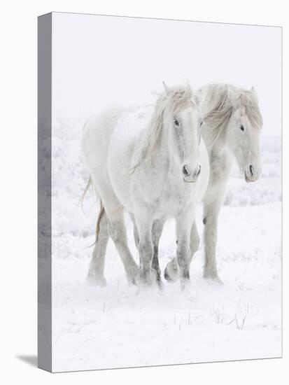 Percheron horses, two walking through snow. Alberta, Canada-Carol Walker-Premier Image Canvas