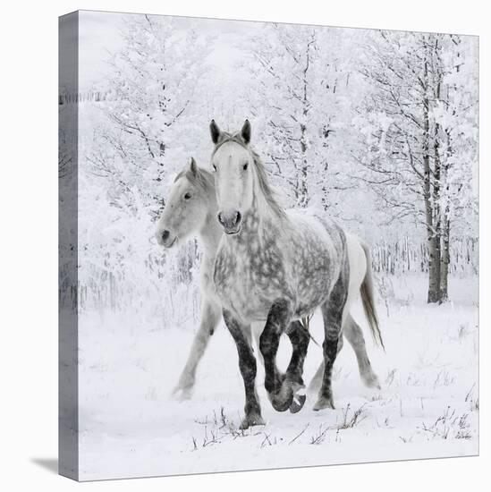 Percheron horses, walking through snow, Alberta, Canada-Carol Walker-Premier Image Canvas