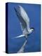 Perching Arctic Tern Spreading Wings in Manitoba-Arthur Morris-Premier Image Canvas