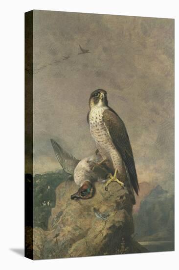 Peregrine and Teal-Archibald Thorburn-Premier Image Canvas