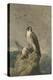 Peregrine and Teal-Archibald Thorburn-Premier Image Canvas