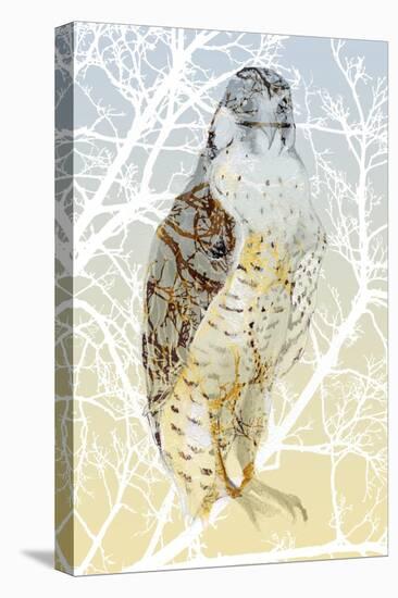 Peregrine Falcon, 2015-Nancy Moniz Charalambous-Premier Image Canvas