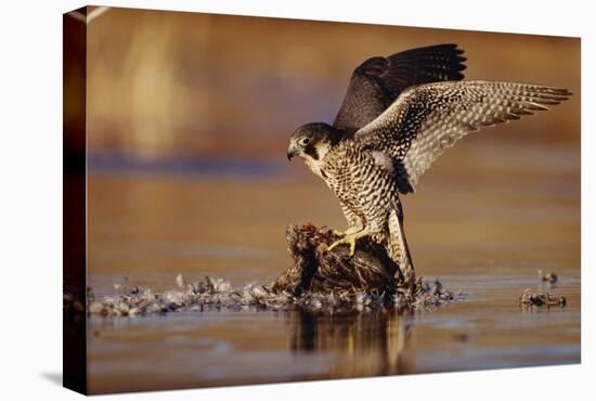 Peregrine Falcon adult in protective stance standing on downed duck, North America-Tim Fitzharris-Stretched Canvas