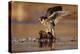 Peregrine Falcon adult in protective stance standing on downed duck, North America-Tim Fitzharris-Stretched Canvas