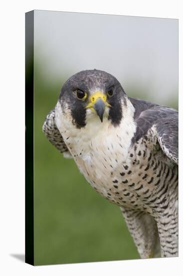 Peregrine Falcon Close-Up-Hal Beral-Premier Image Canvas