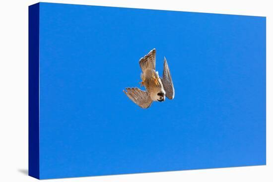 Peregrine falcon diving, Sagrada Familia Basilica, Barcelona-Oriol Alamany-Premier Image Canvas