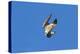 Peregrine Falcon Diving-null-Premier Image Canvas