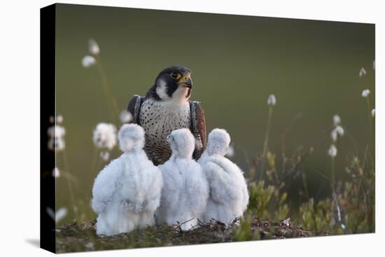Peregrine falcon (Falco peregrinus) adult feeding chicks in nest, Vaala, Finland, June.-Markus Varesvuo-Premier Image Canvas