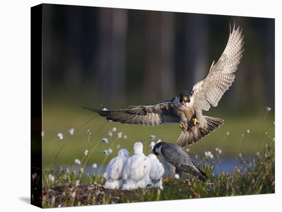 Peregrine falcon (Falco peregrinus) adult landing at nest with chicks, Vaala, Finland, June.-Markus Varesvuo-Premier Image Canvas