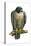 Peregrine Falcon (Falco Peregrinus), Duck Hawk, Birds-Encyclopaedia Britannica-Stretched Canvas