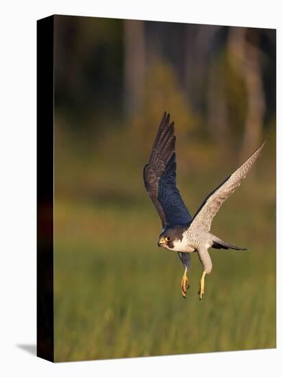 Peregrine falcon (Falco peregrinus) in flight,  Vaala, Finland, June.-Markus Varesvuo-Premier Image Canvas