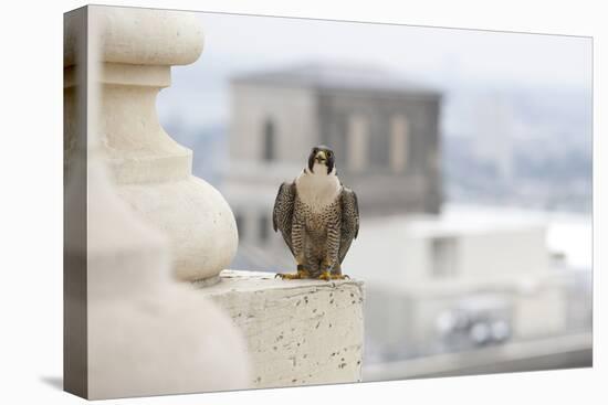 Peregrine Falcon (Falco Peregrinus) Perched On City Hall, Philadelphia, Pennsylvania, USA, May-Doug Wechsler-Premier Image Canvas