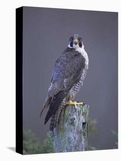 Peregrine Falcon (Falco Peregrinus), Scotland, UK, Europe-David Tipling-Premier Image Canvas