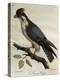 Peregrine Falcon (Falco Peregrinus)-null-Premier Image Canvas