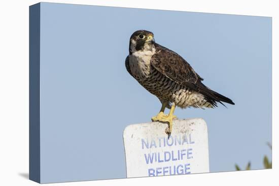 Peregrine Falcon, Falcon peregrinus, perched-Larry Ditto-Premier Image Canvas